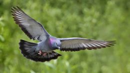 feral-pigeon-in-flight