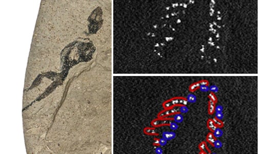 X-Rays Reveal More of Fossil Record