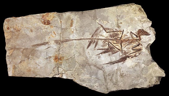 fossilized Microraptor specimen