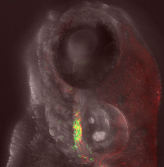 four-day-old zebrafish embryo
