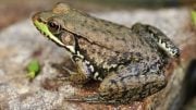 frogs hold clues to deadly pathogen