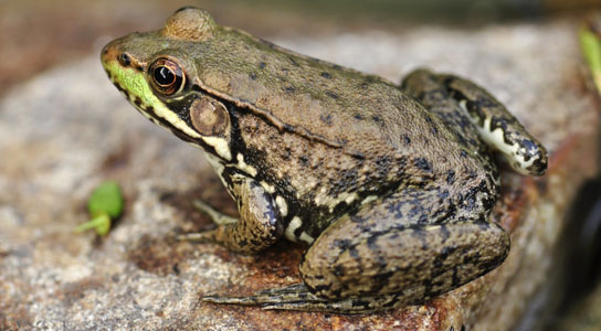 frogs hold clues to deadly pathogen