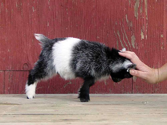 full-grown-pygmy-goat-human