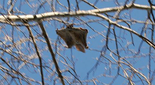 Flying Squirrels Can Adjust Speed and Flight Dynamically