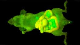 Mouse with Glowing Cancer Cells