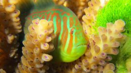 gobiodon-histrio-coral