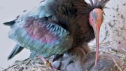 goja-bald-northern-ibis