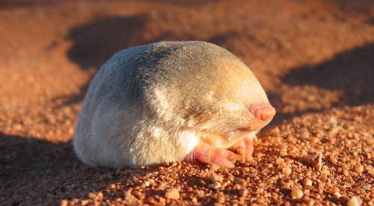 blind-golden-moles-have-a-blue-green-iridescent-sheen-a-rare-example-in-mammals