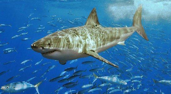 great-white-shark