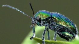green-dock-beetle-leaf