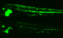green-glowing zebrafish
