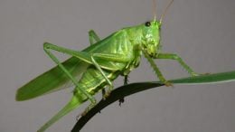 green-grasshopper