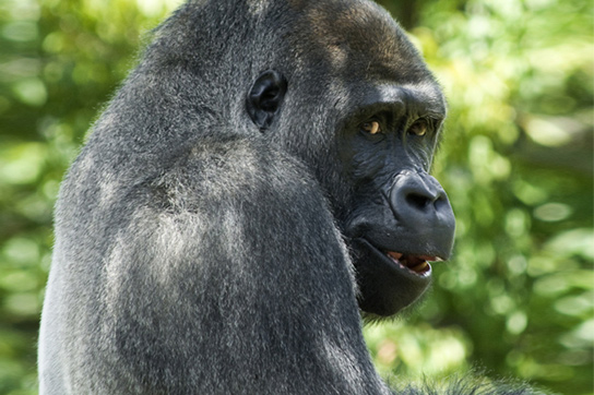 grinning-gorilla