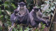 grizzled-langur-monkey-group-eric-fell