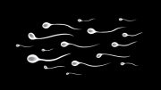 guardian of the genome oversees quality control in the production of sperm
