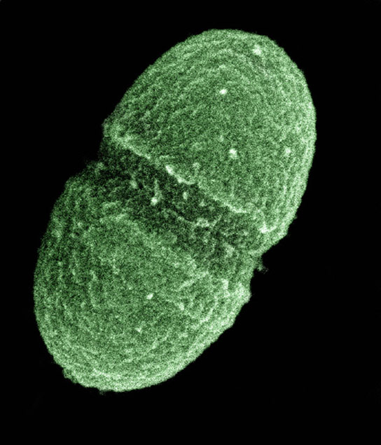 gut-microbe-big