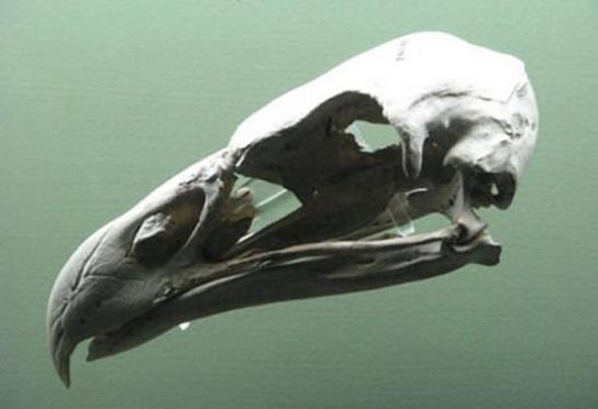 haasts-eagle-skull