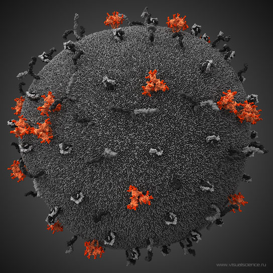 HIV 3D Model
