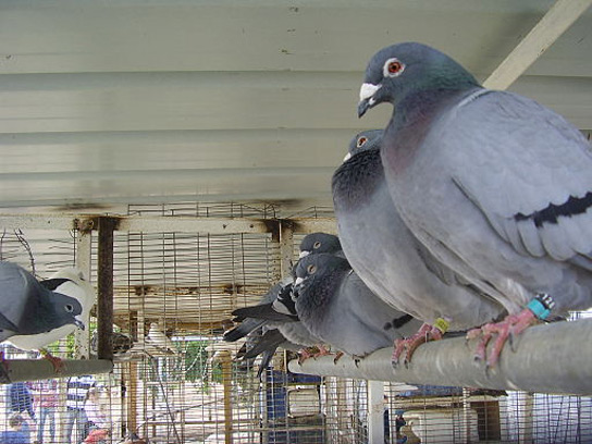 homing-pigeon-resting