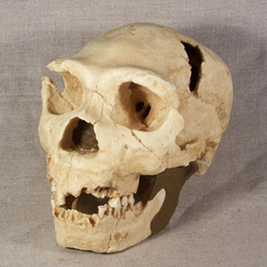 homo-heidelbergensis-skull