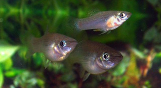 Homosexual Behavior Among Fish Increases Attractiveness to Females