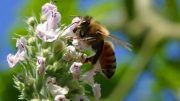 honeybee-forager