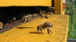 honeybee-hive