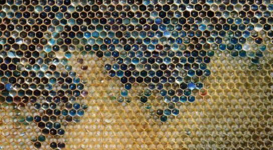 honeycomb-contaminated-m-m