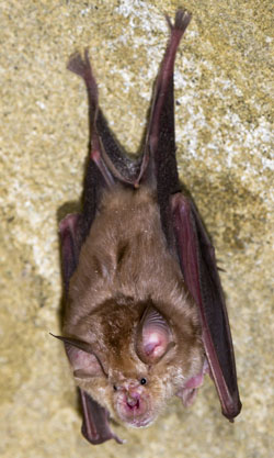 horseshoe bat 