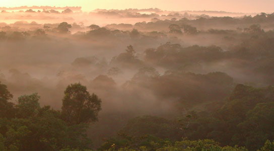 how aerosol particles form in the Amazon