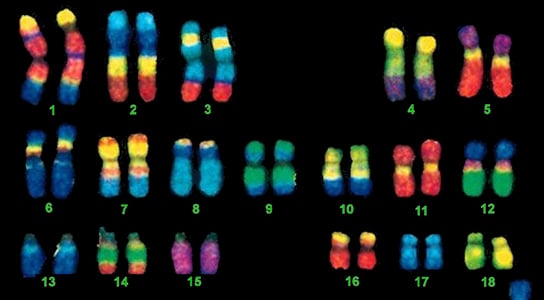 human-chromosomes