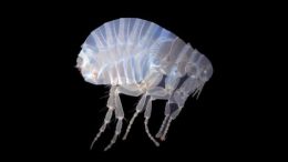 human flea, captured by the Mesolens being developed at the University of Strathclyde