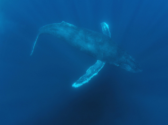 humpback-underwater