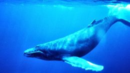 humpback_whale_underwater