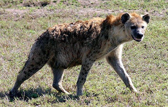 hyena-grinning