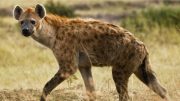 hyenas-problem-solving