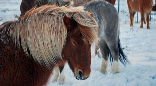 icelandic-horse-gait