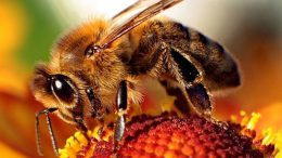 insecticide linked to die-off of honeybees