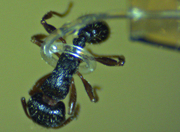 Micro-tentacle Spirals Around an Ant