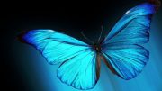 iridescent-butterfly-wings