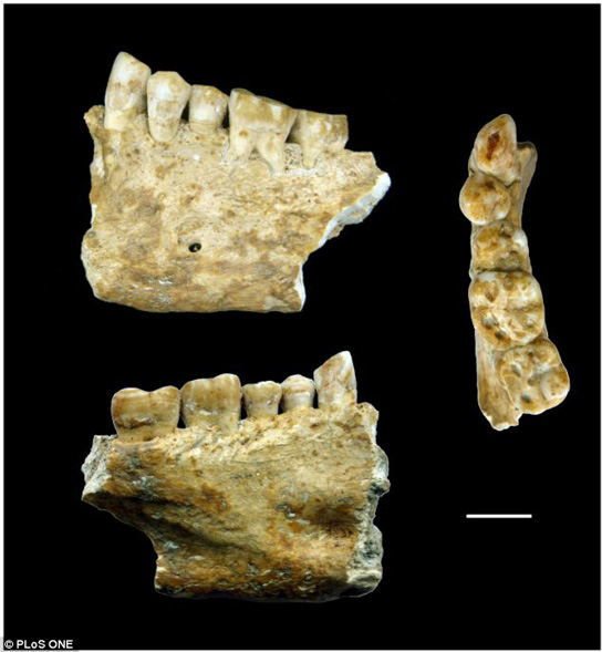 jaw-lonche-neolithic