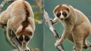 kayan-slow-loris-primate