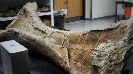 laser-scanning-fossil-bone