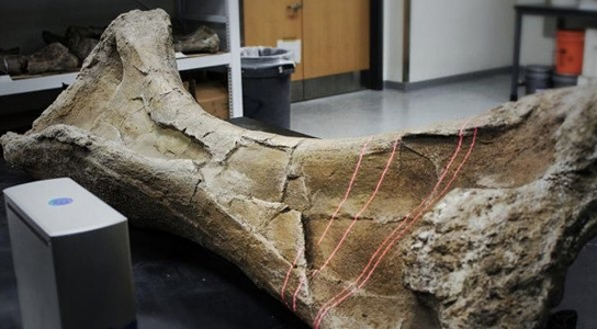 laser-scanning-fossil-bone
