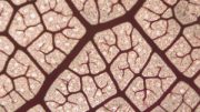 leaf vein architecture allows predictions of past climate