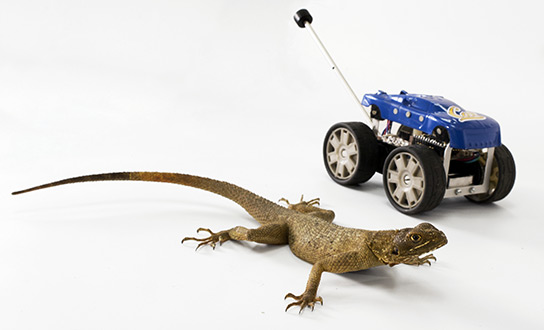 Lizard with Cal Tailbot Robot
