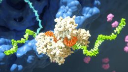 mRNA RISC RNAi