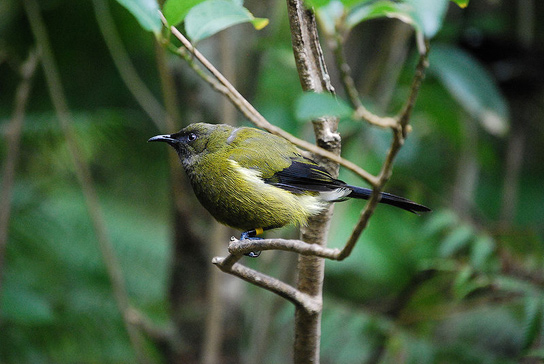 male-anthornis-melanura-bellbird
