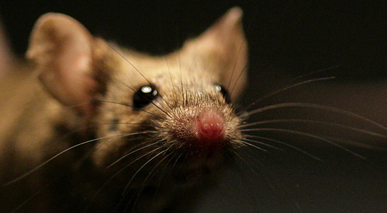 Darcin in Mice Urine Attracts Other Mice Repeatedly