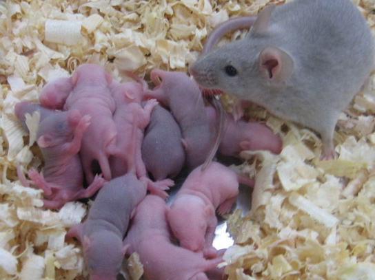 mice-offspring-stem-cell